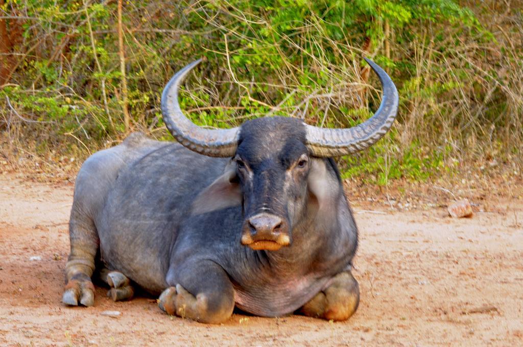 Wild Panthera Yala Tissamaharama Buitenkant foto