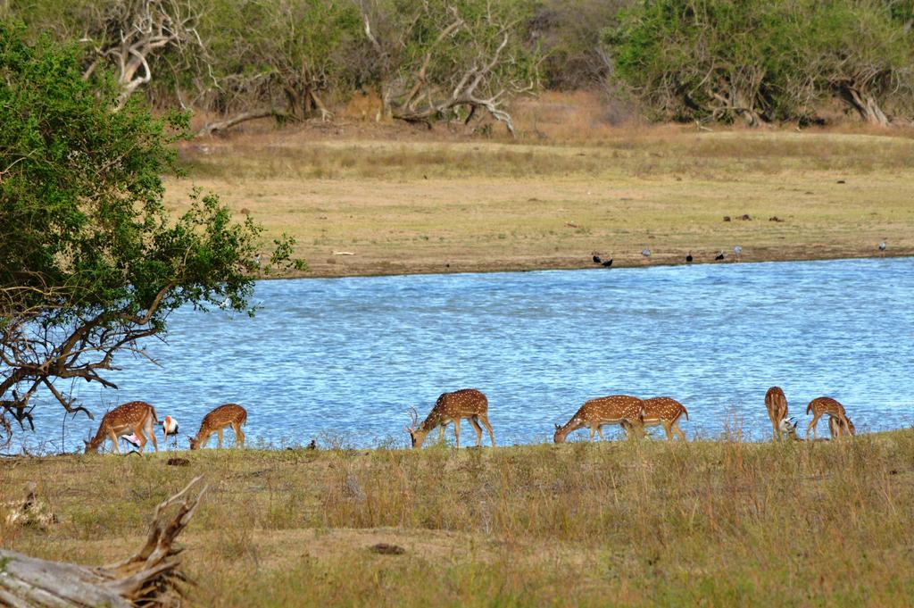 Wild Panthera Yala Tissamaharama Buitenkant foto