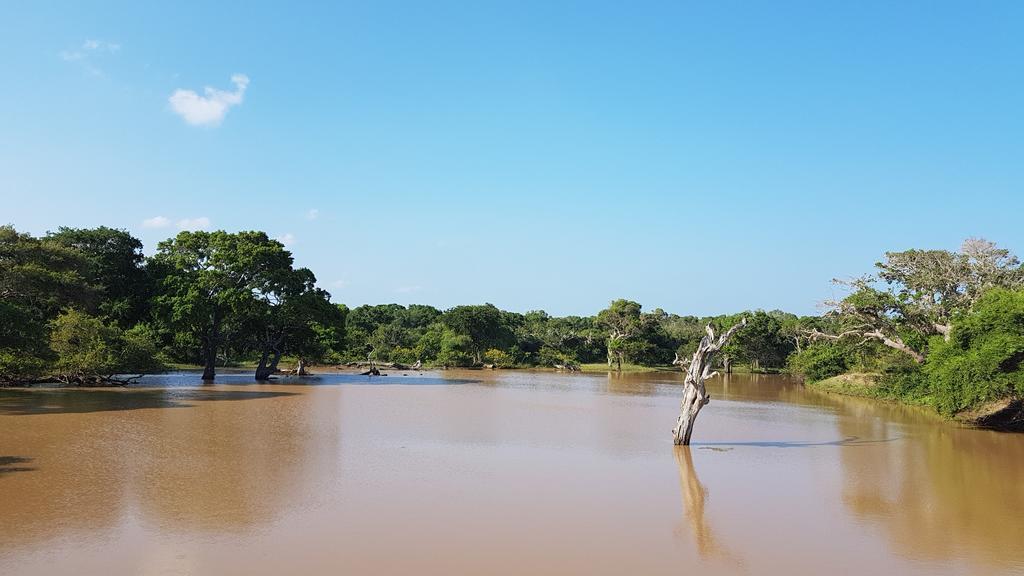 Wild Panthera Yala Tissamaharama Buitenkant foto