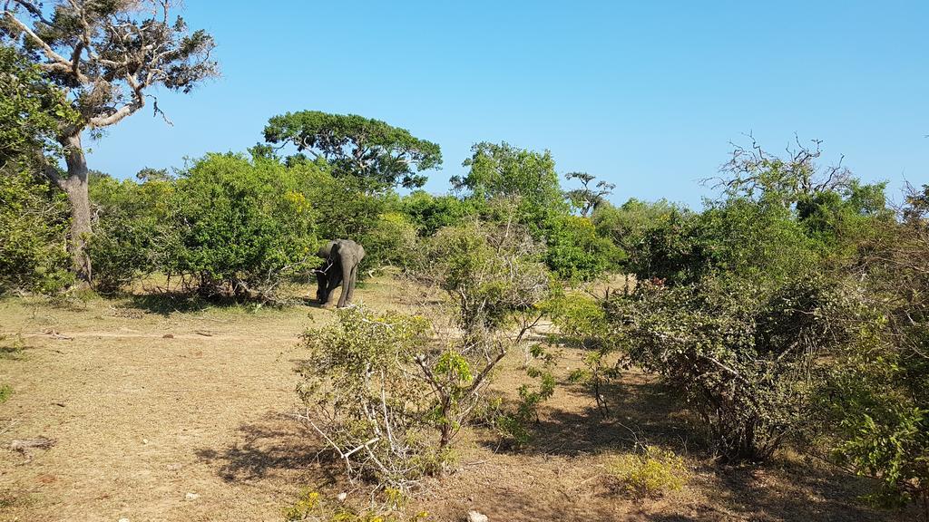 Wild Panthera Yala Tissamaharama Buitenkant foto