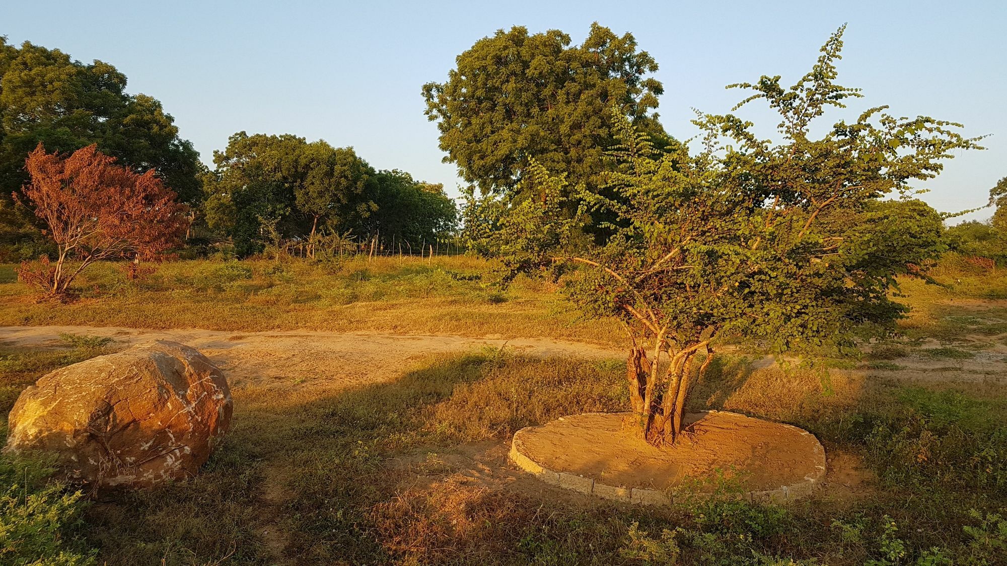 Wild Panthera Yala Tissamaharama Buitenkant foto